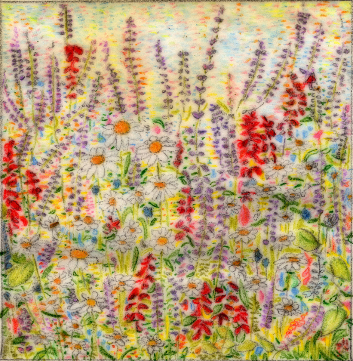 wildflower meadow, daisies and lupines in summer light